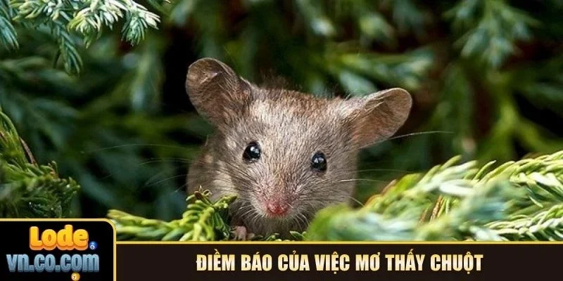 Điềm báo của việc mơ thấy chuột